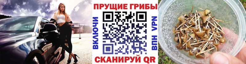 Псилоцибиновые грибы Cubensis  блэк спрут как зайти  Спасск-Дальний 